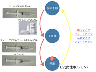 調節卵巣刺
