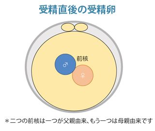 受精直後の受精卵