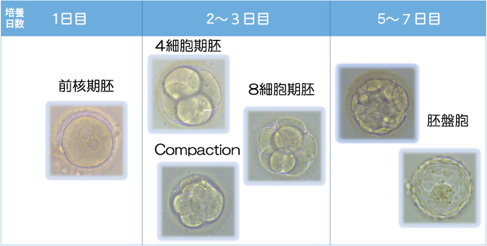 受精卵の7日間の培養の様子